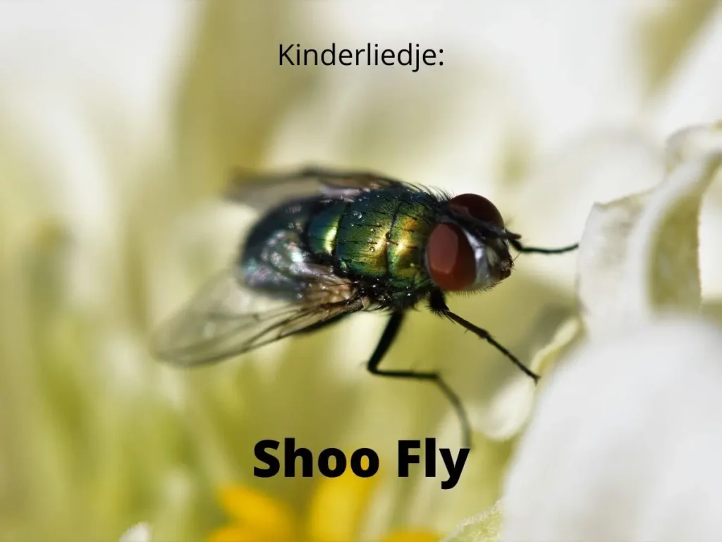 Shoo fly